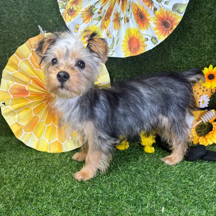 Female Silky Terrier puppy named Shorty for sale at Puppy Dreams - Arlington.