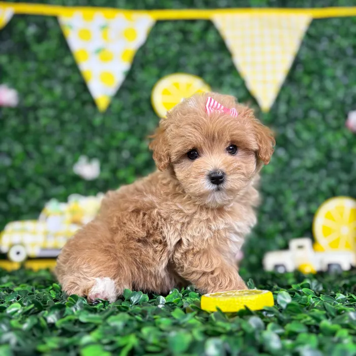 Female Maltipoo puppy named Tina for sale at Puppy Dreams - North Richland Hills.