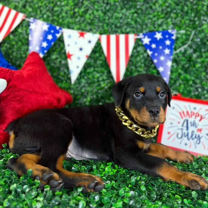 Male Rottweiler puppy named Diesel for sale at Puppy Dreams - North Richland Hills.