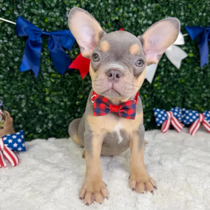 Male French Bulldog puppy named Gantu for sale at Puppy Dreams - Garland.