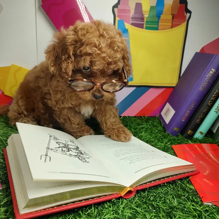 Male Mini Poodle puppy named *Mr. Fratto* for sale at Puppy Dreams - Mansfield.
