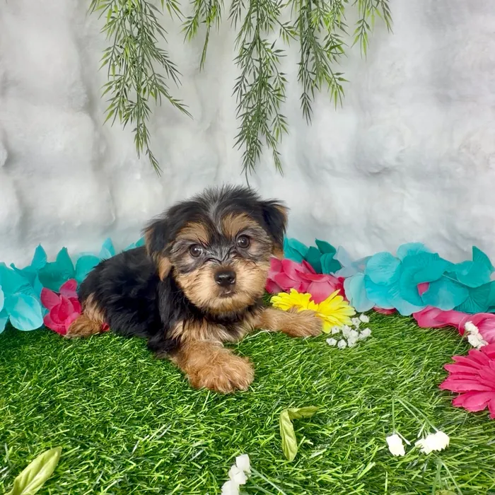 Male Yorkie puppy named Miller for sale at Puppy Dreams - Denton.