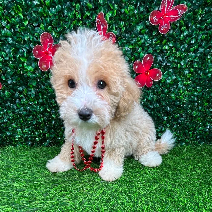 Female Bichon-Poodle puppy named *Carol Anne* for sale at Puppy Dreams - Mansfield.