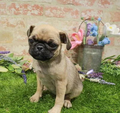 Female Pug puppy for sale at Puppy Dreams - Arlington.
