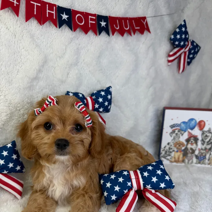 Female Cavapoo puppy named Bella for sale at Puppy Dreams - Garland.
