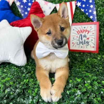 Male Shiba Inu puppy named Waffles for sale at Puppy Dreams - North Richland Hills.