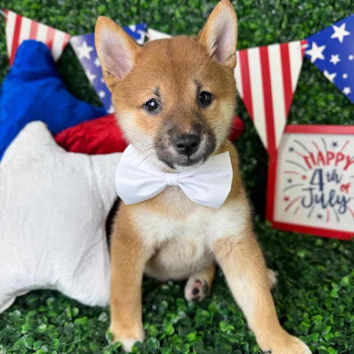 Male Shiba Inu puppy named Waffles for sale at Puppy Dreams - North Richland Hills.