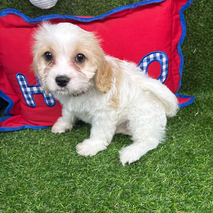 Female Cavachon puppy named Boba for sale at Puppy Dreams - Arlington.
