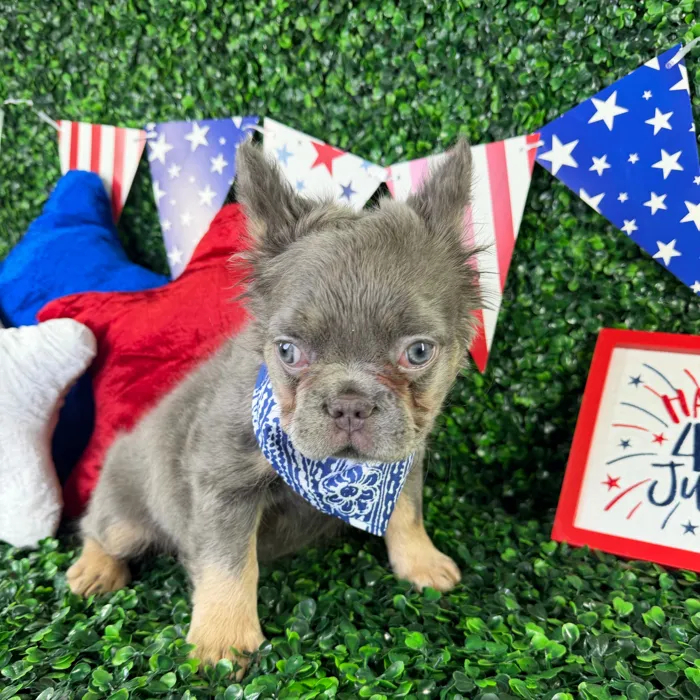 Male Fluffy French Bulldog puppy named Loki for sale at Puppy Dreams - North Richland Hills.