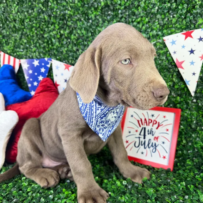 Male Labrador Retriever puppy named Charlie for sale at Puppy Dreams - North Richland Hills.