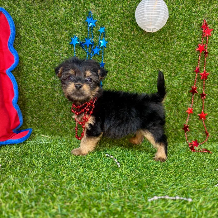Male Yorkie puppy named Simba for sale at Puppy Dreams - Arlington.