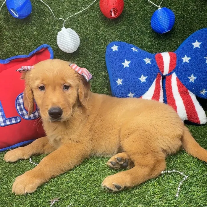 Female Golden Retriever puppy named Buttercup for sale at Puppy Dreams - Arlington.