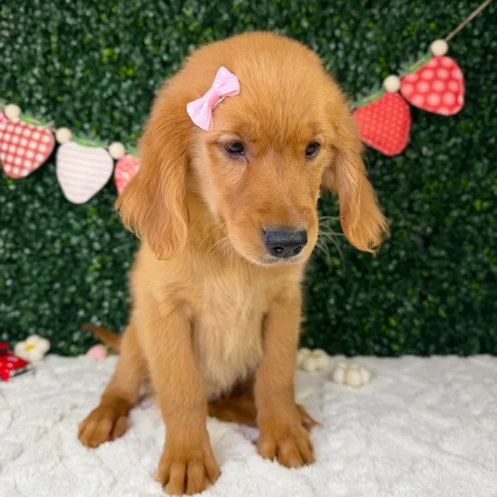 Female Golden Retriever puppy named Olive for sale at Puppy Dreams - Garland.