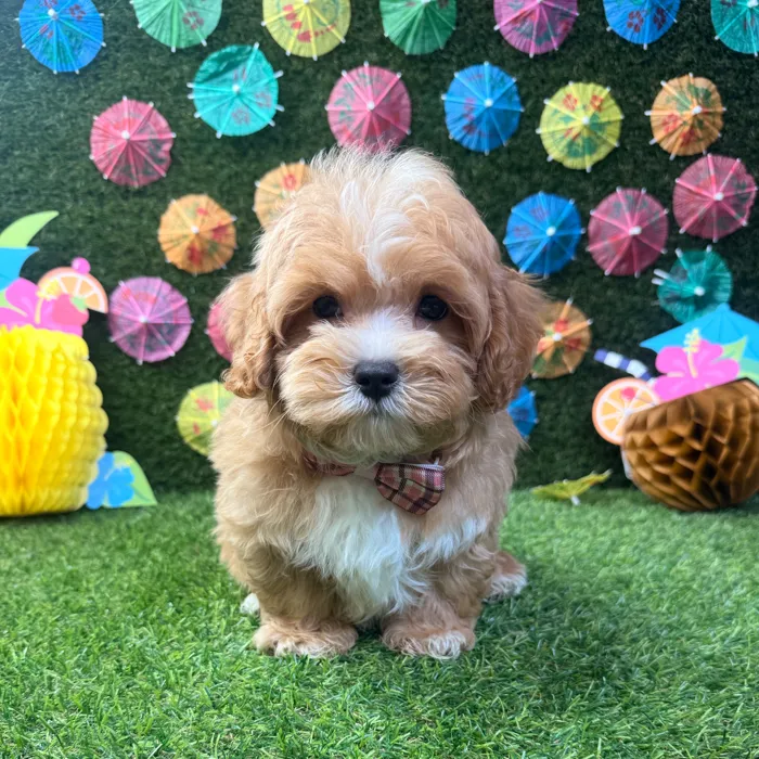 Male Maltipoo puppy named Benji for sale at Puppy Dreams - Carrollton.