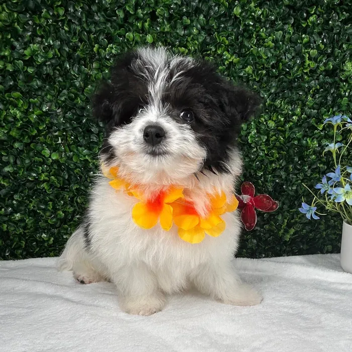 Male Pomachon puppy named *Kung Lao* for sale at Puppy Dreams - Mansfield.