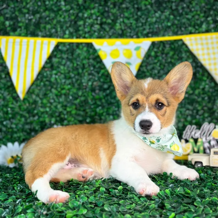 Female Pembroke Welsh Corgi puppy named Bailey for sale at Puppy Dreams - North Richland Hills.