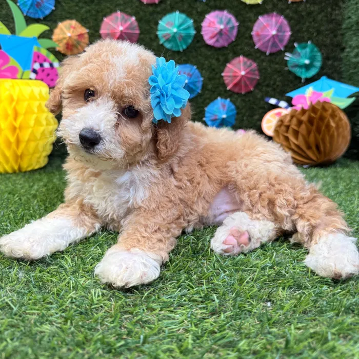 Female Bichon-Poodle puppy named Rose for sale at Puppy Dreams - Carrollton.
