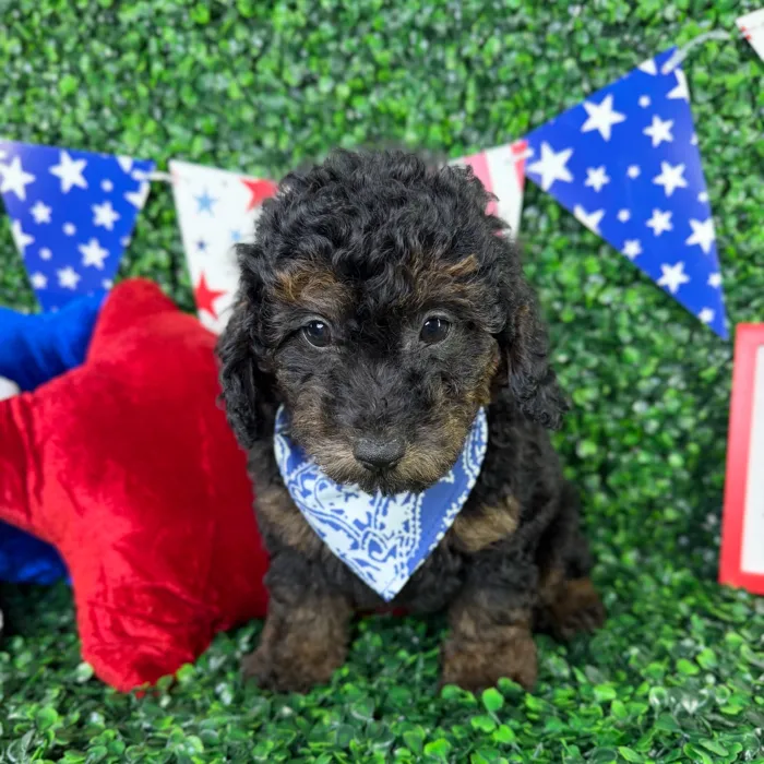 Male Mini Poodle puppy named Finn for sale at Puppy Dreams - North Richland Hills.