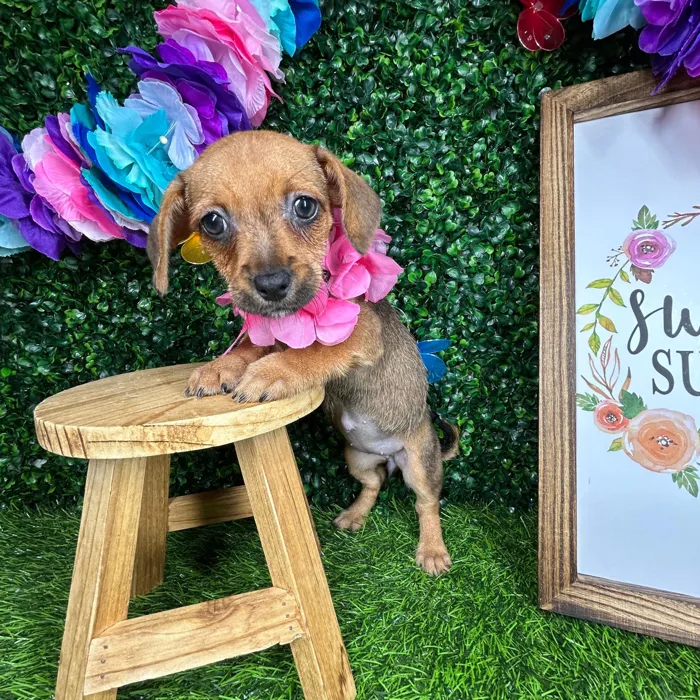 Female Chiweenie puppy named *Venus* for sale at Puppy Dreams - Mansfield.