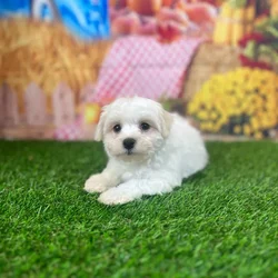 car_main_img_/media/ap_media/pets/EQQRHLNZKLEY149582.webp.250x250_q85.webp