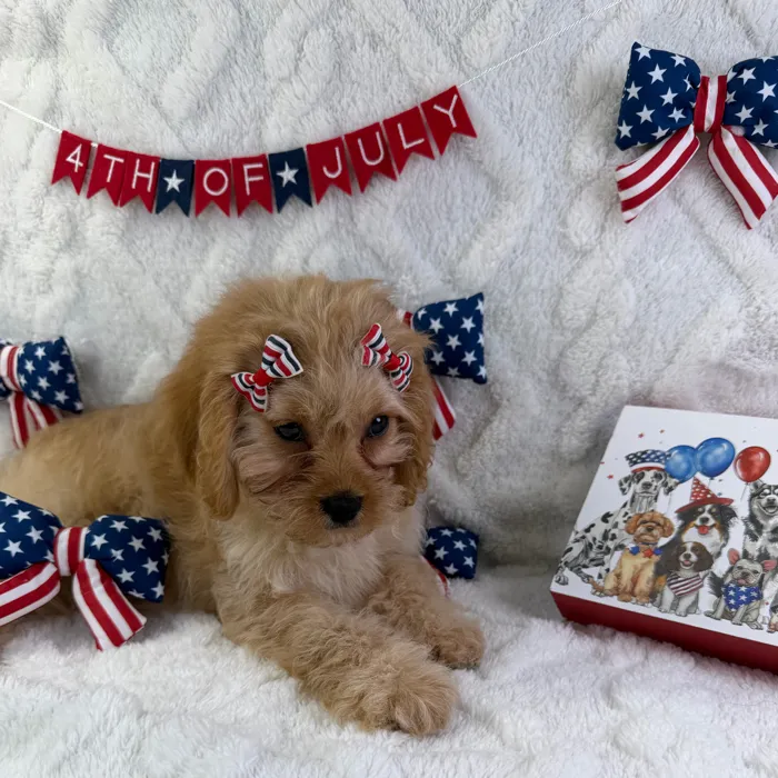 Female Cavapoo puppy named Hazel for sale at Puppy Dreams - Garland.