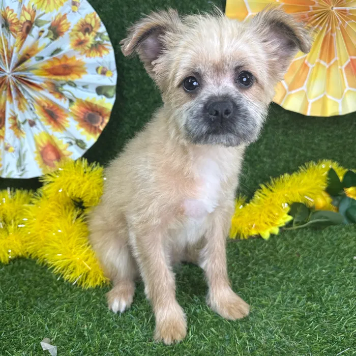 Male Pomeranian-Shih Tzu puppy named Max for sale at Puppy Dreams - Arlington.