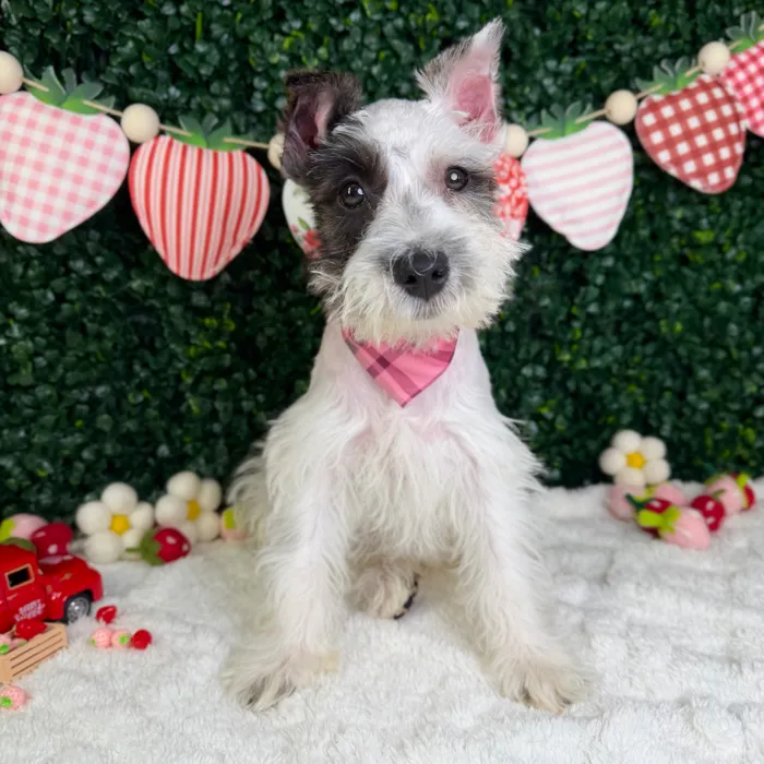 Female Mini Schnauzer puppy named Sugar for sale at Puppy Dreams - Garland.