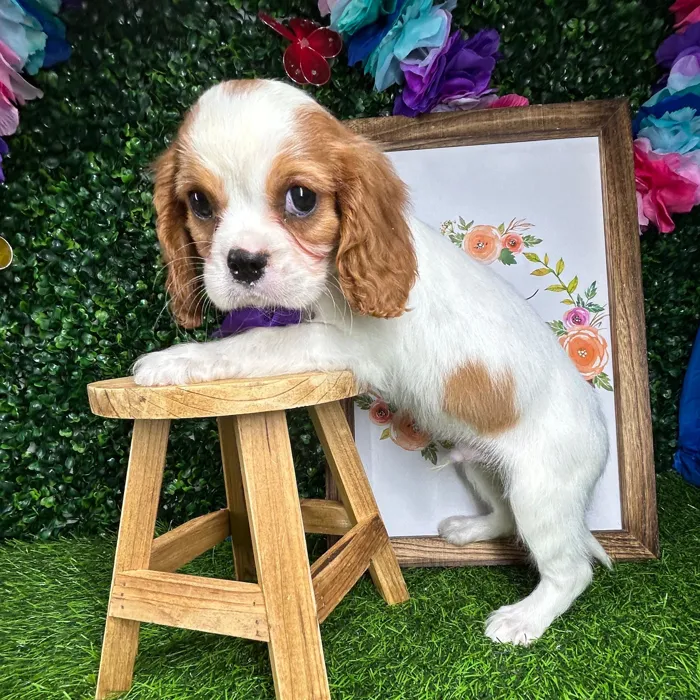Male Cavalier King Charles Spaniel puppy named *Mansfield* for sale at Puppy Dreams - Mansfield.
