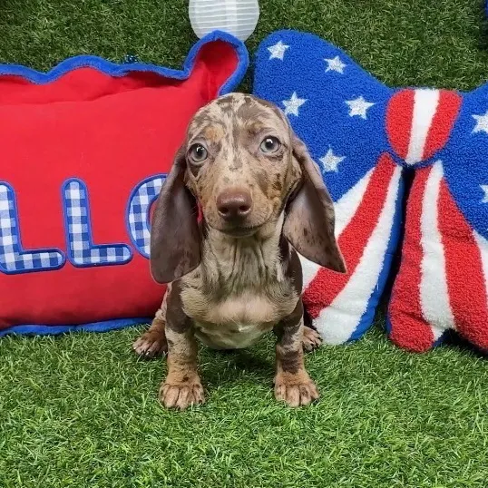 Female Dachshund puppy named Twiggy for sale at Puppy Dreams - Arlington.