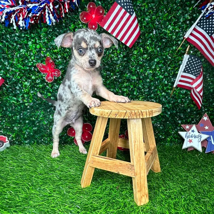 Male Chihuahua puppy named *Smores* for sale at Puppy Dreams - Mansfield.