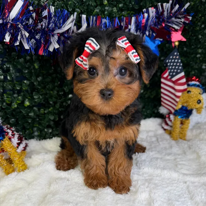 Female Yorkie-Poo puppy named Pearl for sale at Puppy Dreams - Garland.