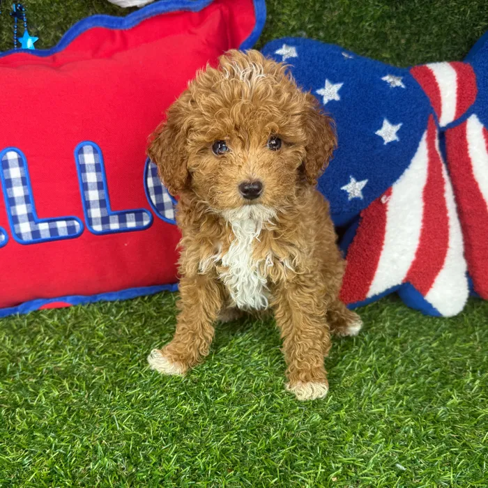 Male Mini Goldendoodle puppy named Puptini for sale at Puppy Dreams - Arlington.