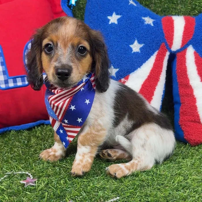 Male Dachshund puppy named Ozzie for sale at Puppy Dreams - Arlington.