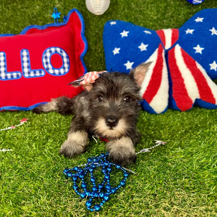 Female Mini Schnauzer puppy for sale at Puppy Dreams - Arlington.