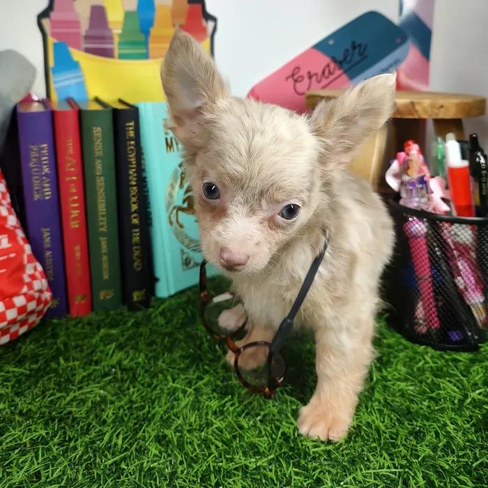 Female Chihuahua puppy named *Ms. Bell* for sale at Puppy Dreams - Mansfield.