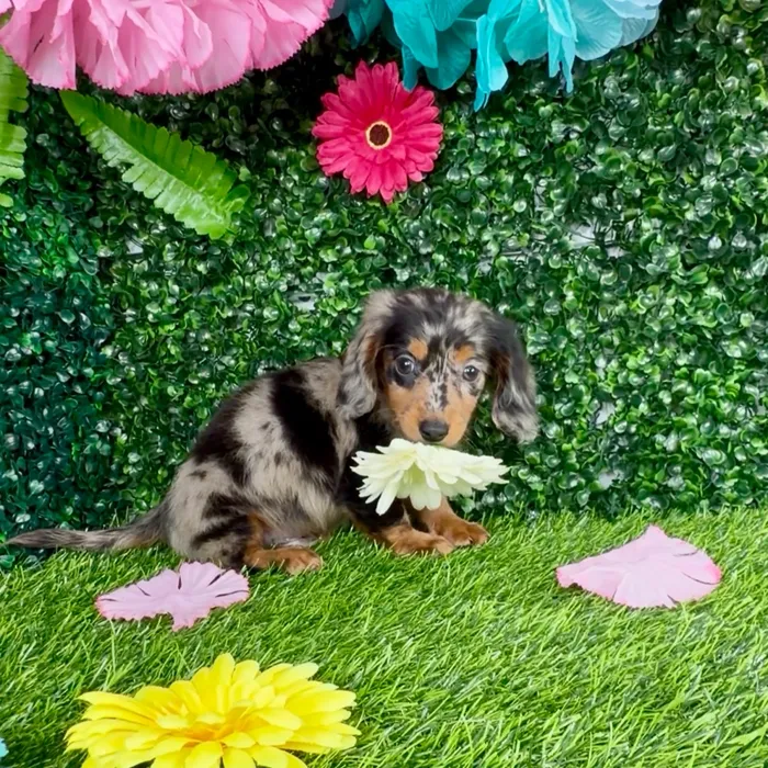 Male Dachshund puppy named Dylan for sale at Puppy Dreams - Denton.