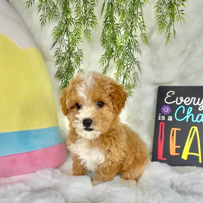 Female Bichon-Poodle puppy named Aggie for sale at Puppy Dreams - Denton.