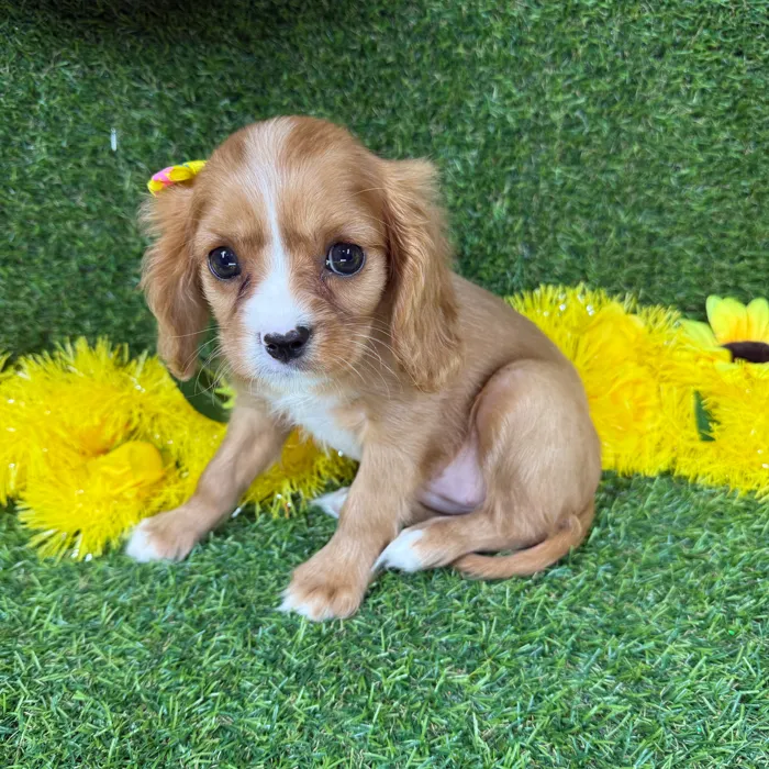 Female Cavalier King Charles Spaniel puppy for sale at Puppy Dreams - Arlington.