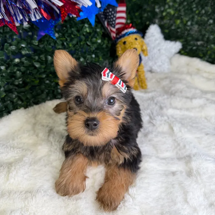 Female Silky Terrier puppy named Millie for sale at Puppy Dreams - Garland.