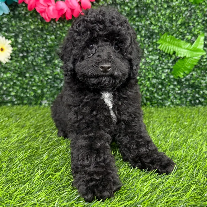 Female Mini Poodle puppy named England for sale at Puppy Dreams - Denton.