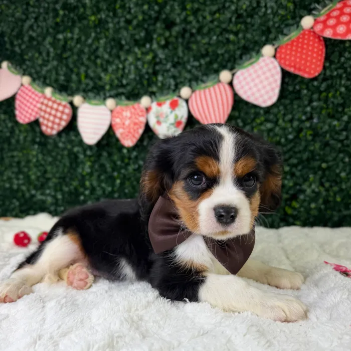 Male Cavalier King Charles Spaniel puppy named Charlie for sale at Puppy Dreams - Garland.