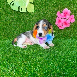 car_main_img_/media/ap_media/pets/FAIZHNVOVMBA133166.webp.250x250_q85.webp