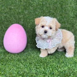 car_main_img_/media/ap_media/pets/FAJFGXVRKXQD120387.webp.250x250_q85.webp