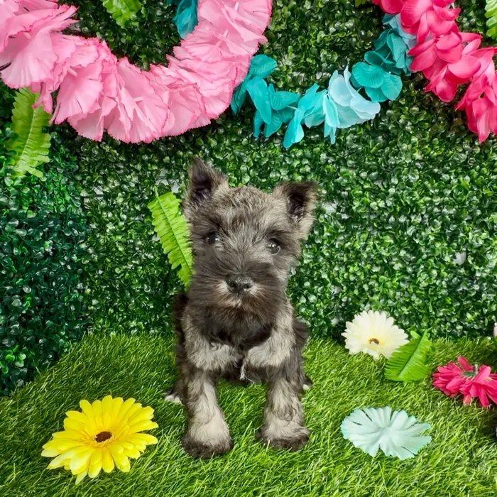 Male Mini Schnauzer puppy named Lynx for sale at Puppy Dreams - Denton.