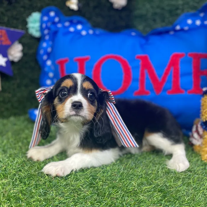Female Cavalier King Charles Spaniel puppy named Olive for sale at Puppy Dreams - Carrollton.