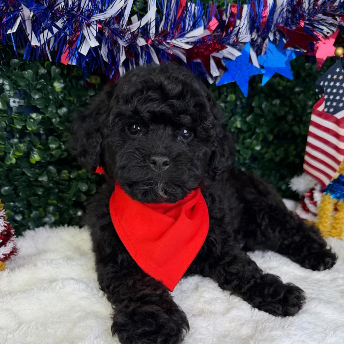 Male Poodle Toy puppy named Koda for sale at Puppy Dreams - Garland.