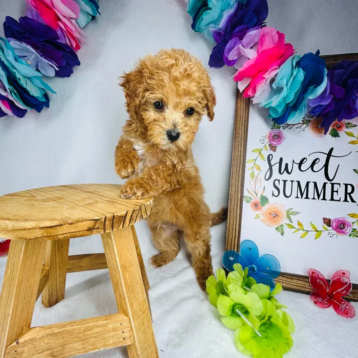 Female Mini Goldendoodle puppy named *Artemis* for sale at Puppy Dreams - Mansfield.