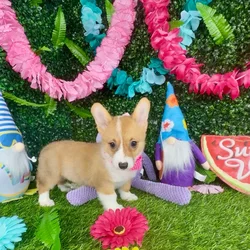 Female Pembroke Welsh Corgi puppy named Weasel for sale at Puppy Dreams - Denton.