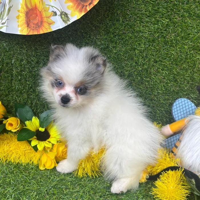 Male Pomeranian puppy named Oreo for sale at Puppy Dreams - Arlington.