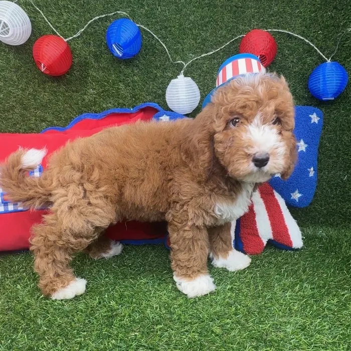 Male Mini Goldendoodle puppy named Ollie for sale at Puppy Dreams - Arlington.